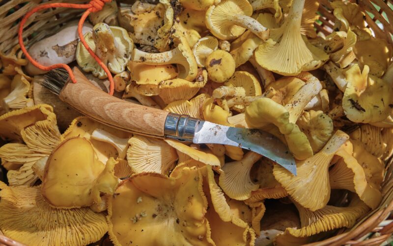 Top 6: Se vores oversigt over de bedste svampeknive, du kan købe lige nu.